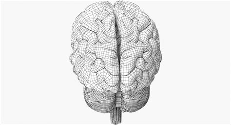 3d Brain Anatomy Model