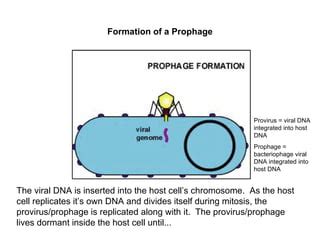 07 lytic vs lysogenic cycle | PPT