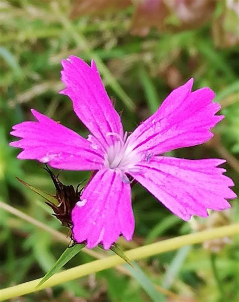 Photo Oeillet Des Chartreux Dianthus Carthusianorum Observations Be