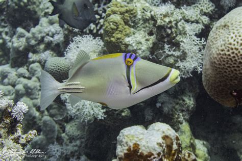 Rhinecanthus Assasi Arabian Picasso Triggerfish Arabian Flickr