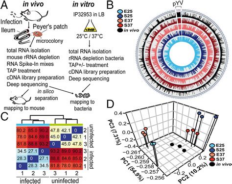 Tissue Dual Rna Sequencing Allows Simultaneous Transcript Profiling Of