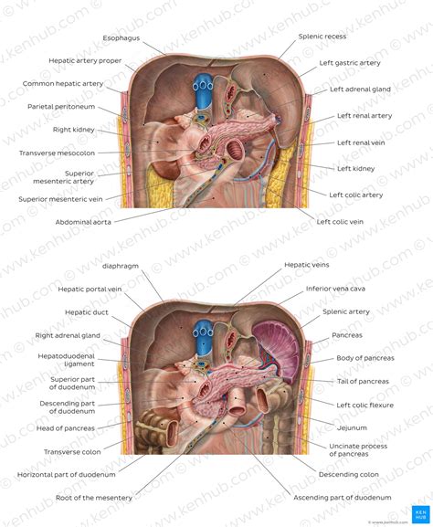 Abdomen Anatomy Pancreas