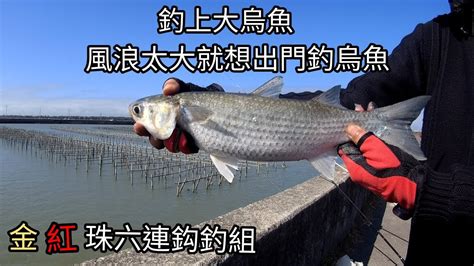 釣烏魚這風浪太大了，我釣上大烏魚後就早早撤退（256集）pin338548 阿平趴趴走 Youtube