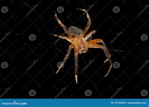 Macro Of A Brown Orb-Weaver Spider Isolated Over B Royalty Free Stock Photos - Image: 10199648