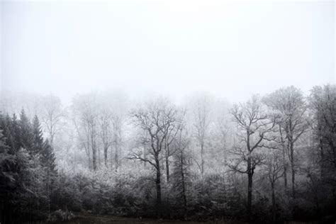 Free Images Tree Nature Forest Branch Snow Black And White