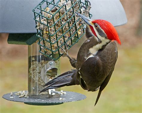 Pileated Woodpecker Male Feederwatch