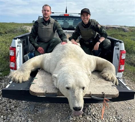 Churchill On Track For Record Number Of Polar Bear Reports This Season