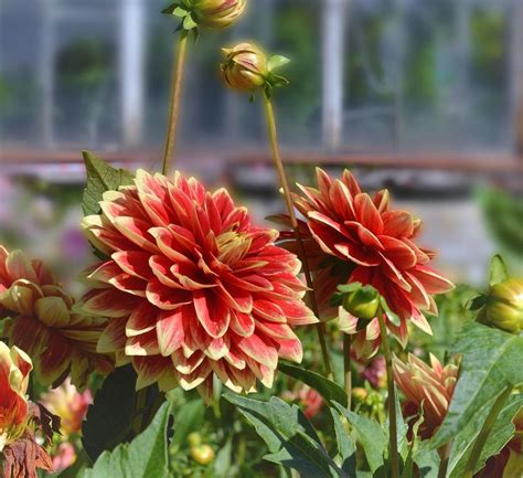 53 Different Types Of Dahlias For Your Garden Dahlia How To Grow