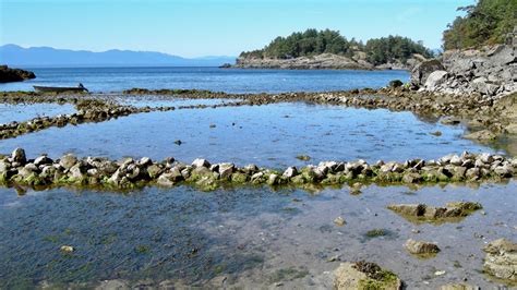 Fish Traps Of The Northwest Coast Sea Gardens Across The Pacific