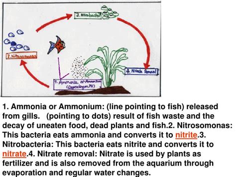 Ppt The Carbon Oxygen And Nitrogen Cycles Powerpoint Presentation Id