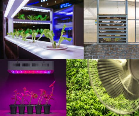 essential tips  plant vegetative stage care