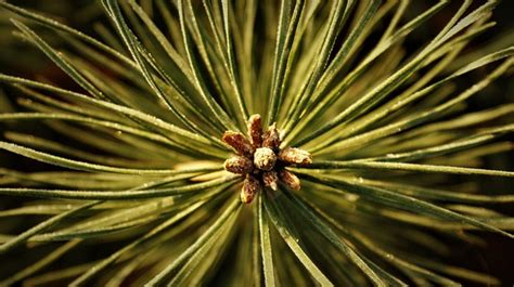 Needles Conifer Woods Free Photo On Pixabay