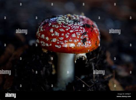 Le Champignon Toxique De La Mouche Agarique Amanita Muscaria Qui