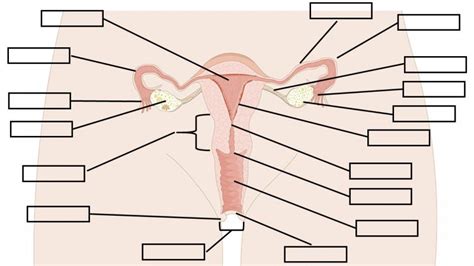 Print Map Quiz Aparato Reproductor Femenino biología 2º