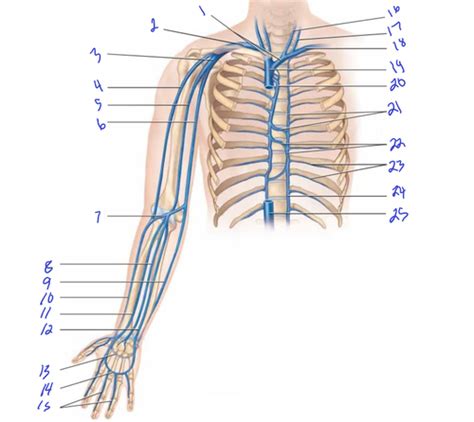 Vasculature Veins Of Thorax And Right Arm Flashcards Quizlet