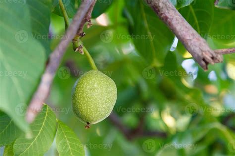 green fruit of walnut on tree 11851436 Stock Photo at Vecteezy