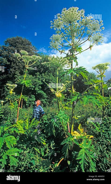 Giant Hogweed Heracleum Mantegazziamum Stock Photo Alamy