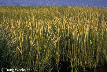 Salt Marsh Grasses by Doug Wechsler-