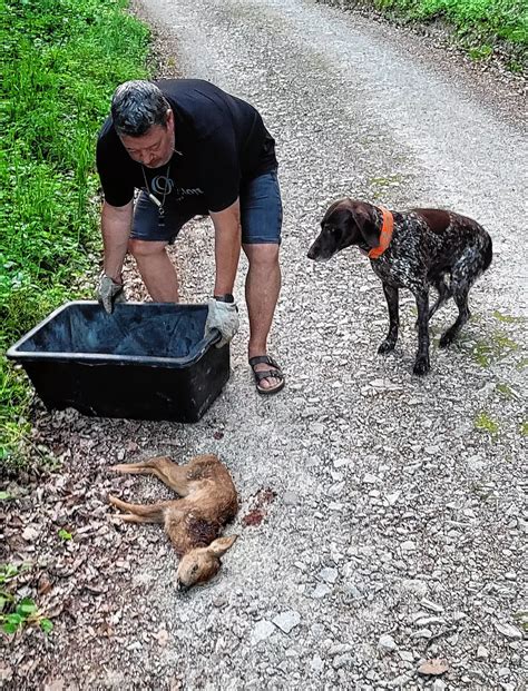 Hund reißt im Wald ein Rehkitz SÜDKURIER