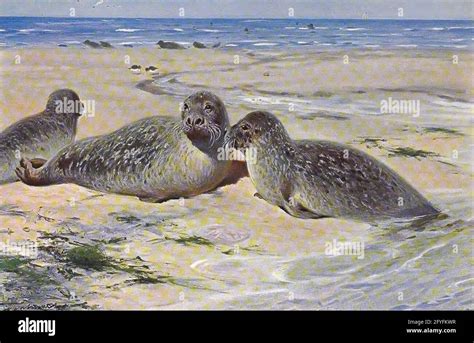 Harbor seal drawing hi-res stock photography and images - Alamy