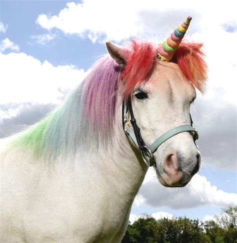 Unicorn Land Where You Can Meet Real Life Unicorns Is Coming To