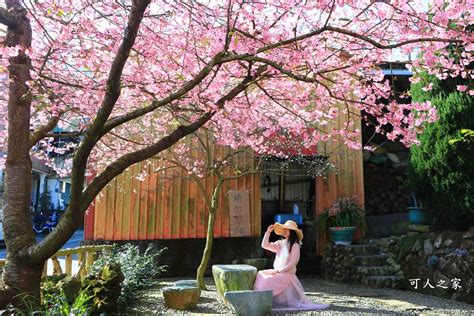 2024嘉義【樟樹湖河津櫻王】最新花況，茶園山景風光明媚 可人之家