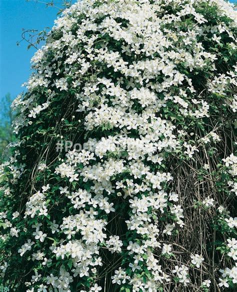 Clematis Montana Grandiflora