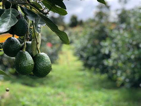 Haz Crecer Tu Cultivo De Aguacate Con El Banco Agrario