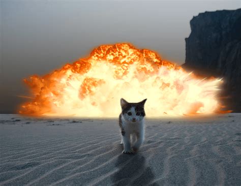 20 Cats Walking Away From Explosions As A Parody To Cool Guys Dont Look At Explosions