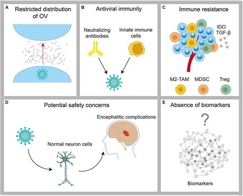 Frontiers Glioblastoma Microenvironment And Its Reprogramming By