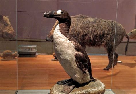 An extinct bird after which penguins are named | History.info