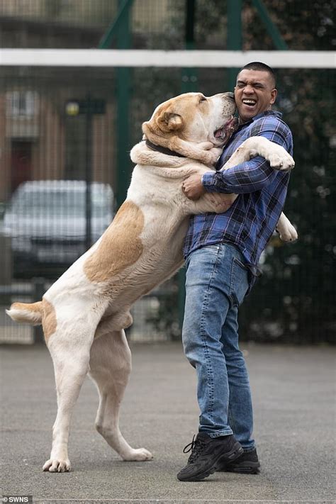 Man's BEAST friend! Life with Kenzo - the 6ft dog who is mistaken for a LION - Sound Health and ...