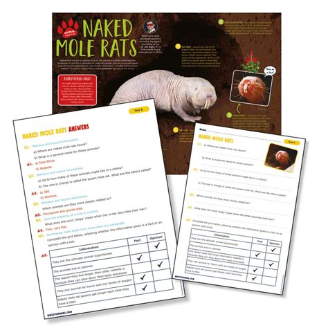 Year 6 And P7 Reading Comprehension About The Naked Mole Rat