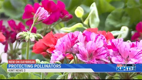 Protecting Pollinators YouTube