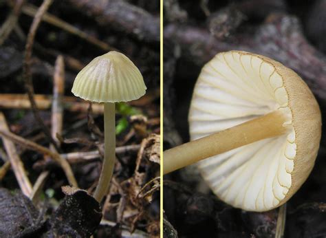 Mycena Citrinomarginata Helmovka Lutob It