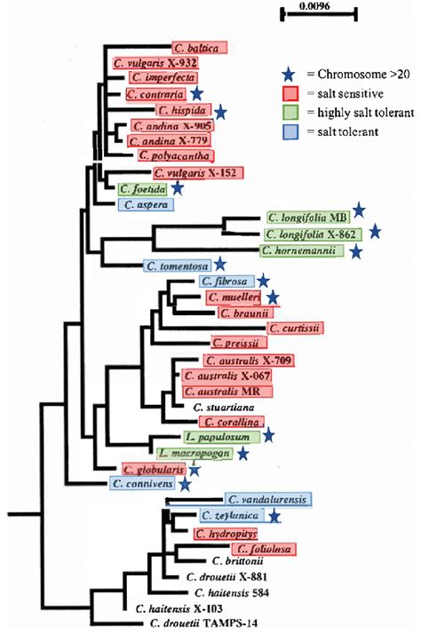 Phylogeny adapted from Meiers et al. (1999) highlights various members ...