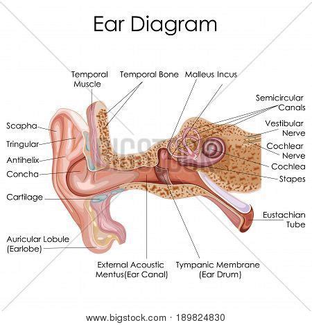 Medical Education Vector & Photo (Free Trial) | Bigstock