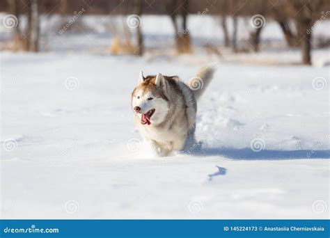 Husky Siberiano Beige Y Blanco Loco Feliz Y Lindo De La Raza Del Perro