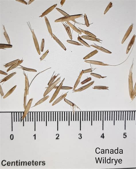 Canadian Wild Rye Grass