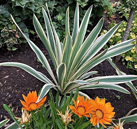 Yucca Filamentosa Ivory Tower Palmiers Et Compagnie