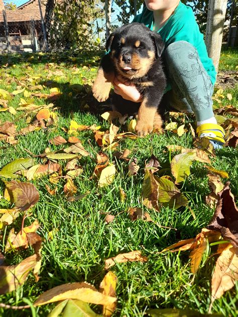 Pui rottweiler din părinți cu pedigree Cugir OLX ro