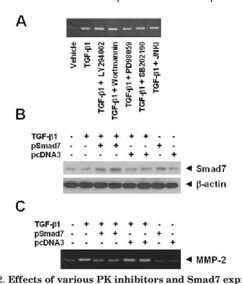 Figure 2 from The Amyloid β Peptide Suppresses Transforming Growth