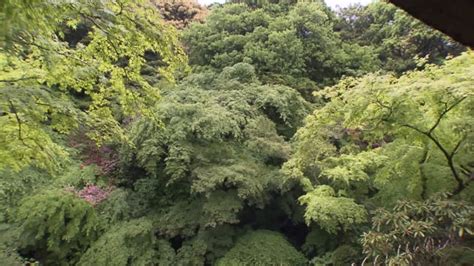 Japanese Moss Garden Videos And Hd Footage Getty Images