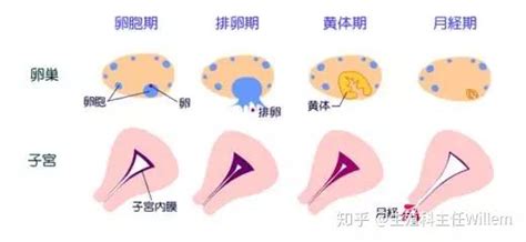 【孕酮相关】孕酮数值低，就是孕酮低？还不能生孩子？ 知乎