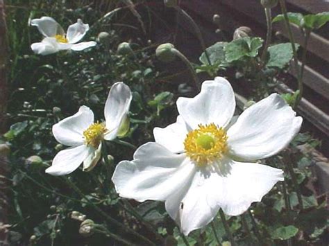 White Flower Five Petals Yellow Center Beautiful Insanity