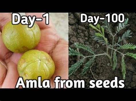 How To Grow Amla Indian Gooseberry From Seed