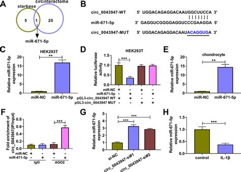 Circ 0043947 Acts As A Molecular Sponge For MiR 671 5p A The MiRNA