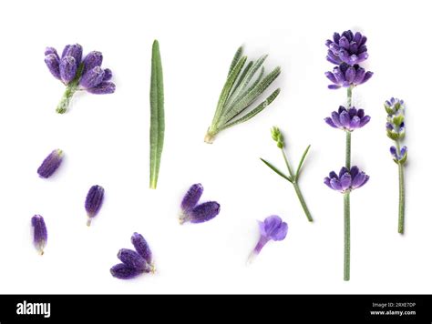 Collection Of Lavender Flowers Isolated On White Background Lavender