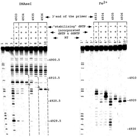 Dnase I And Hydroxyl Radical Footprints Of Complexes Formed By Hiv Rt