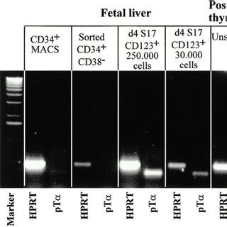 CD123high cells generated from CD34 cells express pTα mRNA Purified